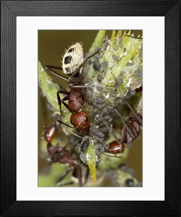 Framed Print : Dune Ant - Close up of ants tending / farming aphids - Dunes - Namib Desert -Namibia - Africa Framed Print : Dune Ant - Close up of ants tending / farming aphids - Dunes - Namib Desert -Namibia - Africa