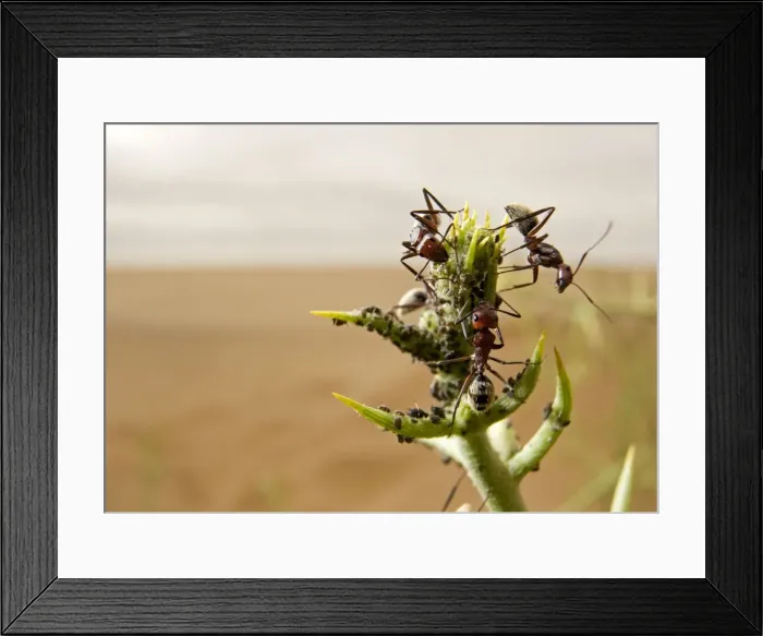 Framed Print : Dune Ants- Farming / tending to their aphids on a !narra bush - early morning with mist visible over the dunes - Dunes - Namib Desert - Namibia - Africa Framed Print : Dune Ants- Farming / tending to their aphids on a !narra bush - early morning with mist visible over the dunes - Dunes - Namib Desert - Namibia - Africa