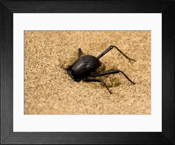 Framed Print : Dune Beetle - Digging in to dune sand to evade predation - Namib Desert - Namibia - Africa Framed Print : Dune Beetle - Digging in to dune sand to evade predation - Namib Desert - Namibia - Africa