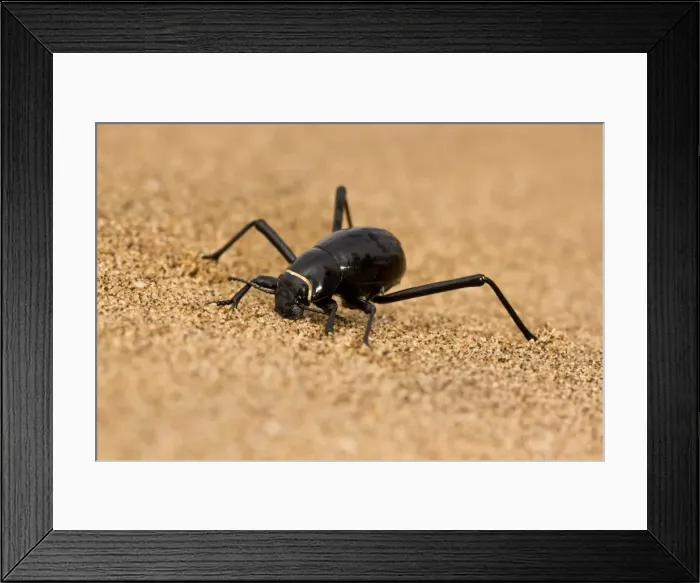 Framed Print : Dune Beetle - Close up full body portrait with water droplets on its body - Namib Desert - Namibia - Africa Framed Print : Dune Beetle - Close up full body portrait with water droplets on its body - Namib Desert - Namibia - Africa