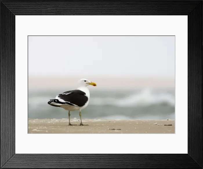 Framed Print : Cape Kelp Gull - standing on a beach covered with wind blown foam - Atlantic Coast - Namibia - Africa