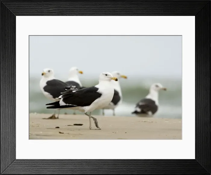 Framed Print : Cape Kelp Gull - Group standing on a beach covered with wind blown foam - Atlantic Coast - Namibia - Africa Framed Print : Cape Kelp Gull - Group standing on a beach covered with wind blown foam - Atlantic Coast - Namibia - Africa