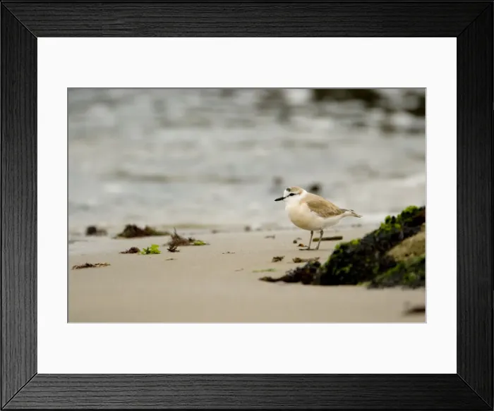 Framed Print : White Fronted Plover - foraging along the shore line - Atlantic Coast - Namibia - Africa Framed Print : White Fronted Plover - foraging along the shore line - Atlantic Coast - Namibia - Africa