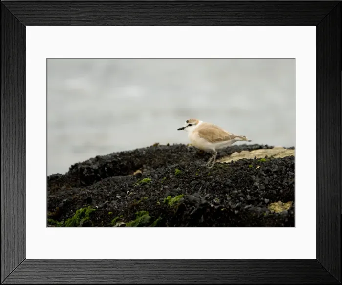 Framed Print : White Fronted Plover - standing on a rock covered in small black muscles - Atlantic Coast - Namibia - Africa Framed Print : White Fronted Plover - standing on a rock covered in small black muscles - Atlantic Coast - Namibia - Africa