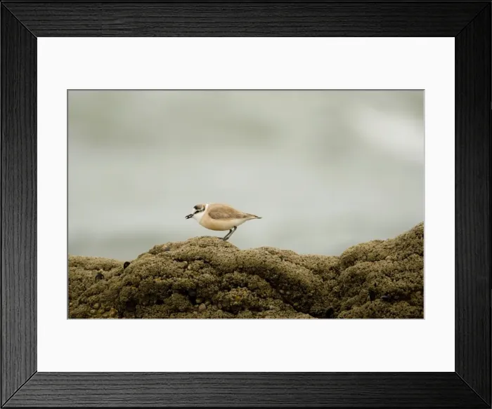 Framed Print : White Fronted Plover - foraging on a rock - Atlantic Coast - Namibia - Africa Framed Print : White Fronted Plover - foraging on a rock - Atlantic Coast - Namibia - Africa
