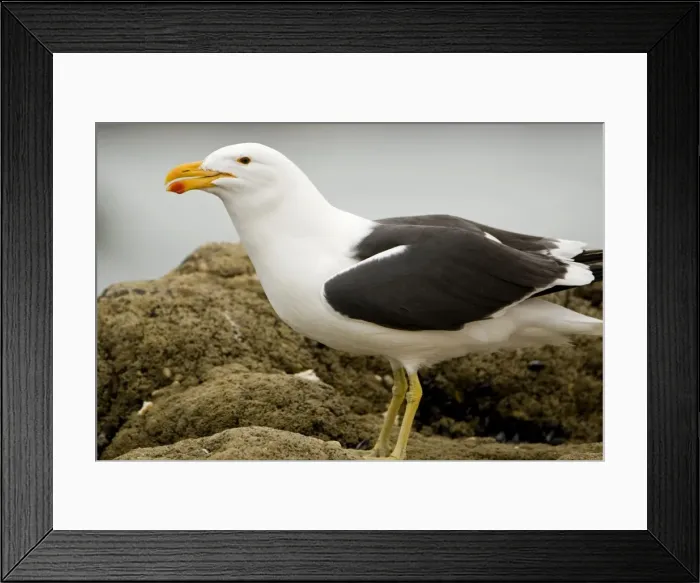 Framed Print : Cape Kelp Gull - Portrait clearly showing colour of the bill and dark eye - Atlantic Coast - Namibia - Africa Framed Print : Cape Kelp Gull - Portrait clearly showing colour of the bill and dark eye - Atlantic Coast - Namibia - Africa
