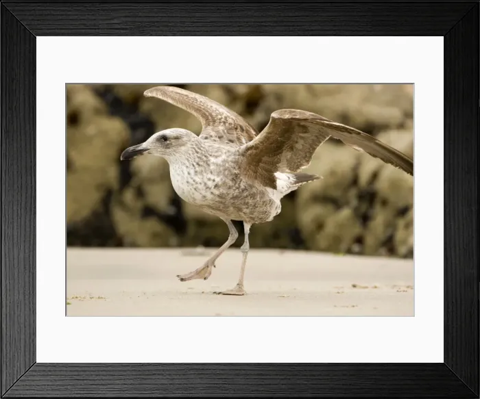 Framed Print : Cape Kelp Gull - Startled juvenile ready to take flight - Atlantic Coast - Namibia - Africa Framed Print : Cape Kelp Gull - Startled juvenile ready to take flight - Atlantic Coast - Namibia - Africa
