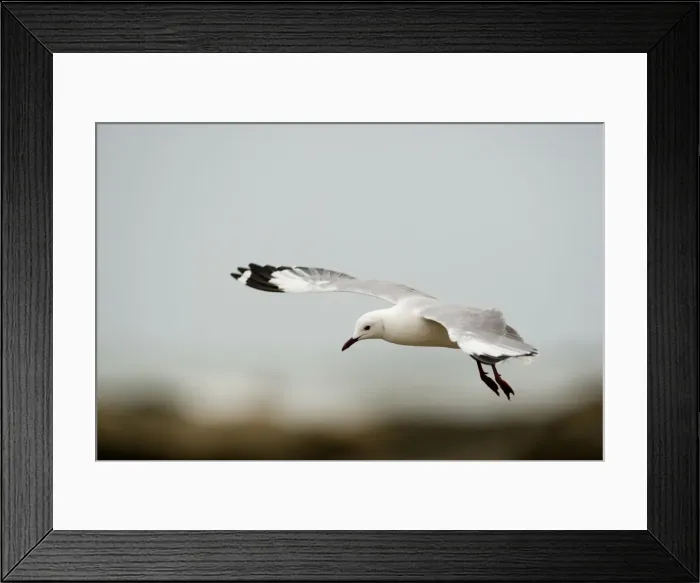 Framed Print : Hartlaubs Gull - in flight - Atlantic Coast - Namibia - Africa Framed Print : Hartlaubs Gull - in flight - Atlantic Coast - Namibia - Africa