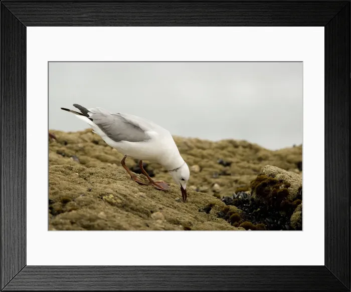 Framed Print : Hartlaubs Gull - foraging on a rock - Atlantic Coast - Namibia - Africa Framed Print : Hartlaubs Gull - foraging on a rock - Atlantic Coast - Namibia - Africa