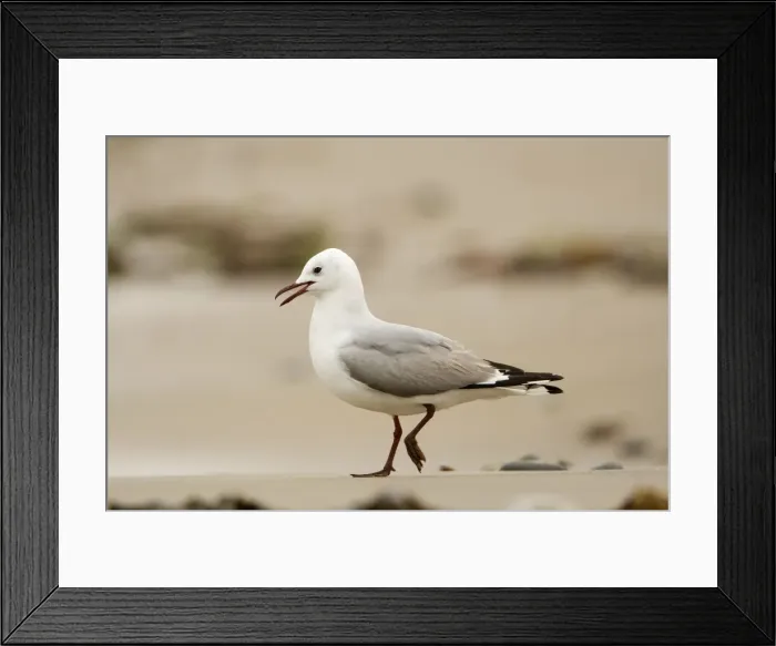 Framed Print : Hartlaubs Gull - walking along a beach - Atlantic Coast - Namibia - Africa Framed Print : Hartlaubs Gull - walking along a beach - Atlantic Coast - Namibia - Africa