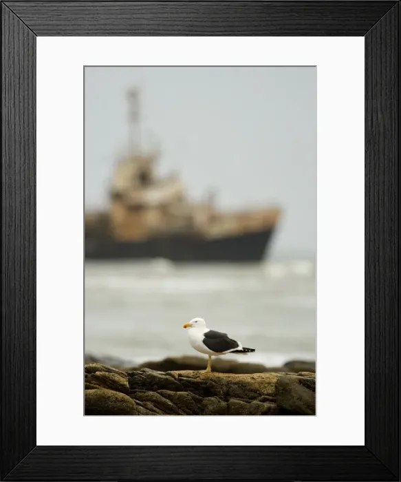 Framed Print : Cape Kelp Gull - with the Kolmanskop ship wreck in the background - Atlantic Coast - Namibia - Africa Framed Print : Cape Kelp Gull - with the Kolmanskop ship wreck in the background - Atlantic Coast - Namibia - Africa