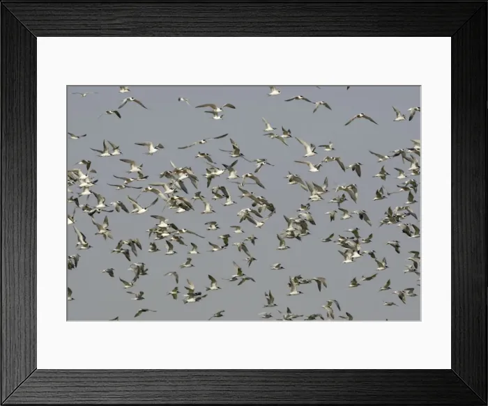 Framed Print : Common Tern - flock in flight - Seashore - Atlantic Coast - Namibia - Africa Framed Print : Common Tern - flock in flight - Seashore - Atlantic Coast - Namibia - Africa