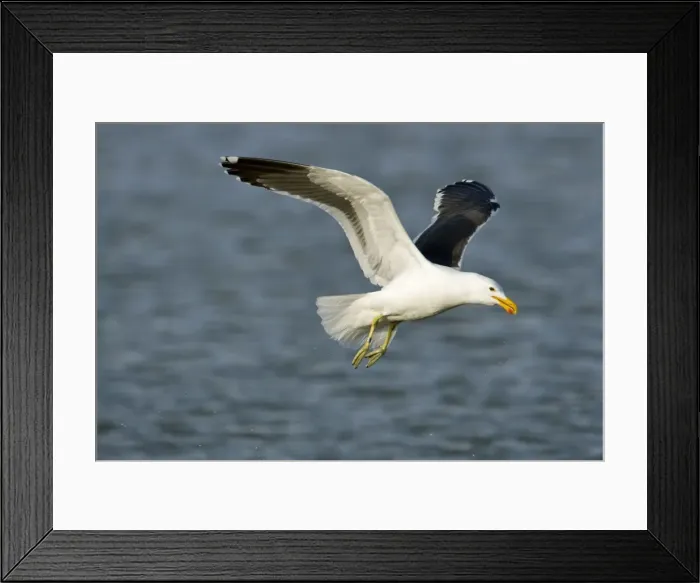 Framed Print : Cape Kelp Gull - In flight - Atlantic Coast - Namibia - Africa Framed Print : Cape Kelp Gull - In flight - Atlantic Coast - Namibia - Africa