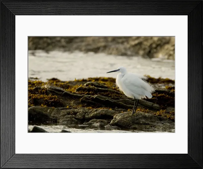 Framed Print : Little Egret - standing in a rock pool at sunset - Atlantic Coast - Namibia - Africa Framed Print : Little Egret - standing in a rock pool at sunset - Atlantic Coast - Namibia - Africa