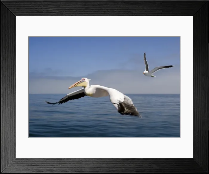 Framed Print : Great White Pelican - In flight over the Atlantic shadowed by a Cape Kelp Gull - Atlantic Ocean - Walvis Bay - West Coast - Namibia - Africa Framed Print : Great White Pelican - In flight over the Atlantic shadowed by a Cape Kelp Gull - Atlantic Ocean - Walvis Bay - West Coast - Namibia - Africa