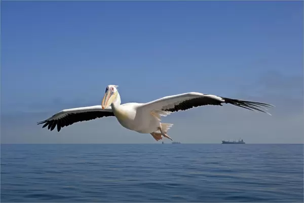 Great White Pelican - In flight over the Atlantic - Commercial ships on the horizon - Atlantic Ocean - Walvis Bay - West Coast - Namibia - Africa