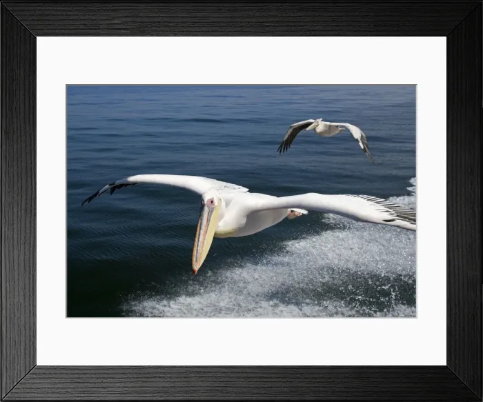 Framed Print : Great White Pelican - In flight over the Atlantic - following the wake of a boat - Atlantic Ocean - Walvis Bay - West Coast - Namibia - Africa Framed Print : Great White Pelican - In flight over the Atlantic - following the wake of a boat - Atlantic Ocean - Walvis Bay - West Coast - Namibia - Africa