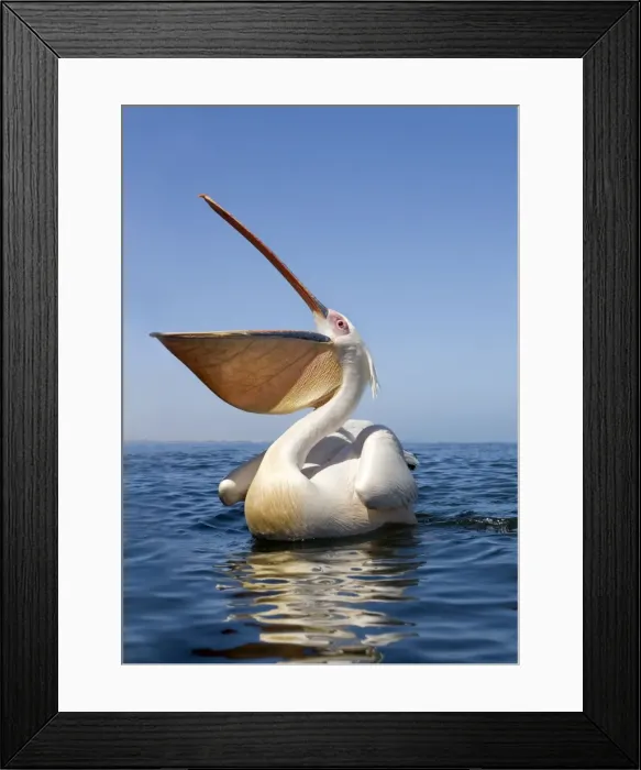 Framed Print : Great White Pelican - with bill wide open - wide angle portrait taken from just above the water level - Atlantic Ocean - Walvis Bay - West Coast - Namibia - Africa