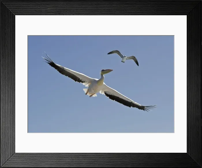 Framed Print : Great White Pelican - In flight seen from below - with a Cape Kelp Gull above the pelican - Atlantic Ocean - Walvis Bay - West Coast - Namibia - Africa Framed Print : Great White Pelican - In flight seen from below - with a Cape Kelp Gull above the pelican - Atlantic Ocean - Walvis Bay - West Coast - Namibia - Africa