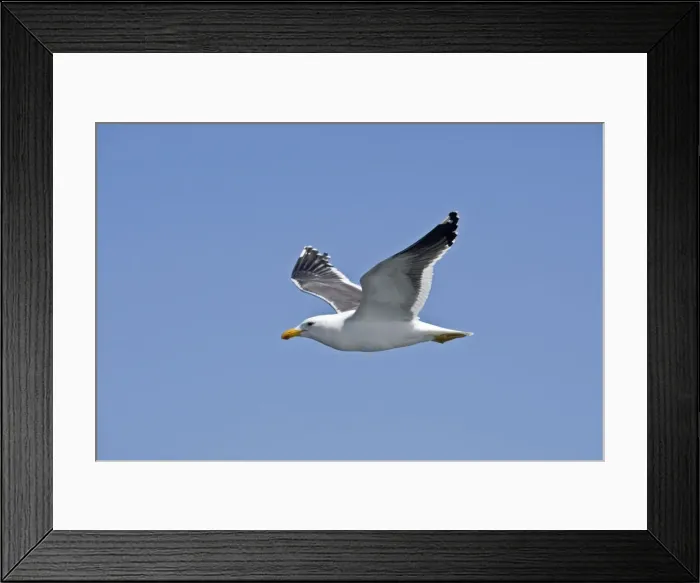 Framed Print : Cape Kelp Gull - In flight - Atlantic Ocean - Walvis Bay - West Coast - Namibia - Africa Framed Print : Cape Kelp Gull - In flight - Atlantic Ocean - Walvis Bay - West Coast - Namibia - Africa