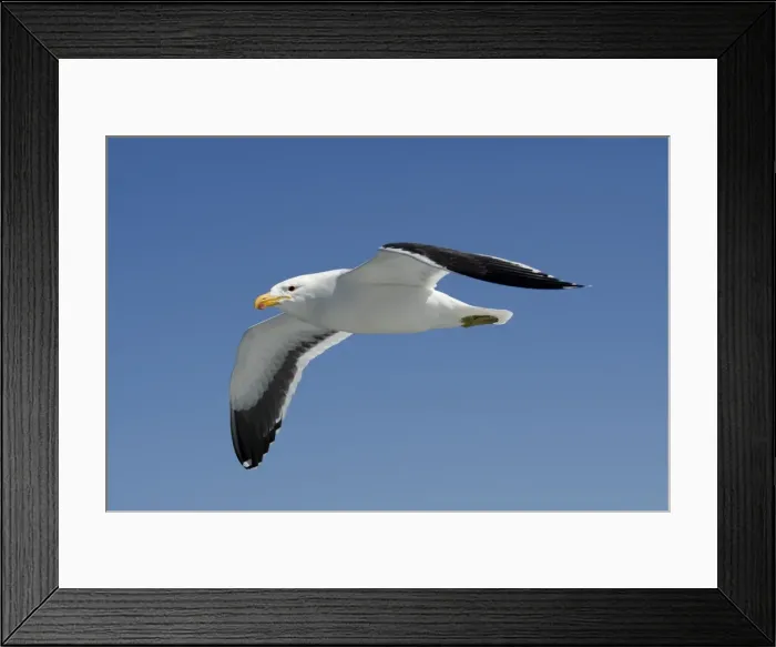 Framed Print : Cape Kelp Gull - In flight - Atlantic Ocean - Walvis Bay - West Coast - Namibia - Africa Framed Print : Cape Kelp Gull - In flight - Atlantic Ocean - Walvis Bay - West Coast - Namibia - Africa