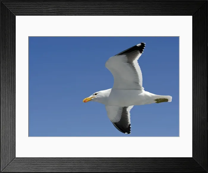 Framed Print : Cape Kelp Gull - In flight - Atlantic Ocean - Walvis Bay - West Coast - Namibia - Africa Framed Print : Cape Kelp Gull - In flight - Atlantic Ocean - Walvis Bay - West Coast - Namibia - Africa