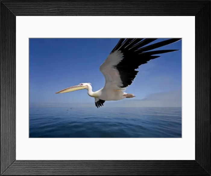 Framed Print : Great White Pelican - In flight over the Atlantic - extreme wide angle view - with cormorants on the horizon - Atlantic Ocean - Walvis Bay - West Coast - Namibia - Africa Framed Print : Great White Pelican - In flight over the Atlantic - extreme wide angle view - with cormorants on the horizon - Atlantic Ocean - Walvis Bay - West Coast - Namibia - Africa