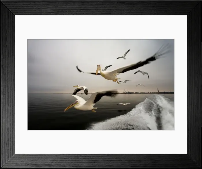 Framed Print : Great White Pelican - In flight over the Atlantic - Following the wake of a boat - misty morning - Atlantic Ocean - Walvis Bay - West Coast - Namibia - Africa Framed Print : Great White Pelican - In flight over the Atlantic - Following the wake of a boat - misty morning - Atlantic Ocean - Walvis Bay - West Coast - Namibia - Africa