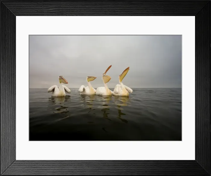 Framed Print : Great White Pelican - Group portrait - taken from water level - misty morning - Atlantic Ocean - Walvis Bay - West Coast - Namibia - Africa Framed Print : Great White Pelican - Group portrait - taken from water level - misty morning - Atlantic Ocean - Walvis Bay - West Coast - Namibia - Africa