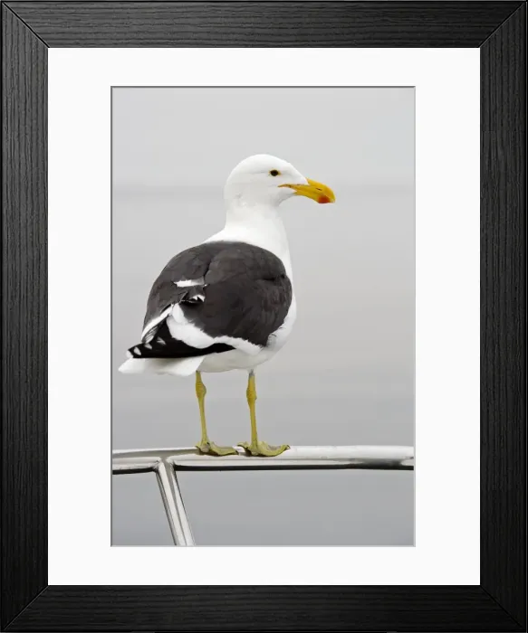 Framed Print : Cape Kelp Gull - Sitting on the railing of a boat - Atlantic Ocean - Walvis Bay - West Coast - Namibia - Africa Framed Print : Cape Kelp Gull - Sitting on the railing of a boat - Atlantic Ocean - Walvis Bay - West Coast - Namibia - Africa