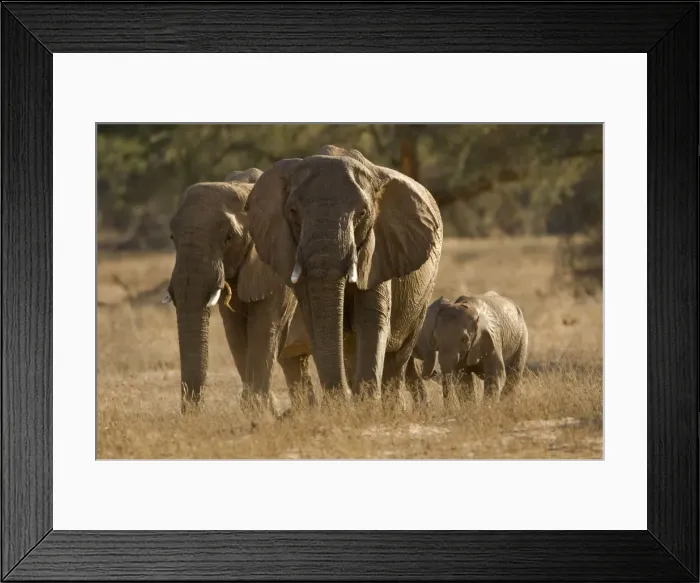 Framed Print : African Elephant - desert adapted - two adults and calves heading up a river - late afternoon light - Abahuab River - Damaraland - Western Namibia - Africa Framed Print : African Elephant - desert adapted - two adults and calves heading up a river - late afternoon light - Abahuab River - Damaraland - Western Namibia - Africa