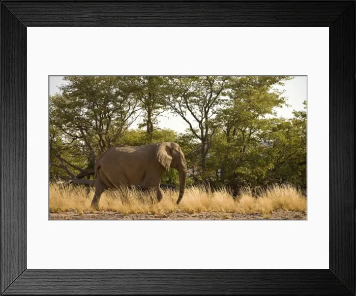 Framed Print : African Elephant - desert adapted - bull walking on the bank of a dry riverbed - Abahuab River - Damaraland - Western Namibia - Africa Framed Print : African Elephant - desert adapted - bull walking on the bank of a dry riverbed - Abahuab River - Damaraland - Western Namibia - Africa