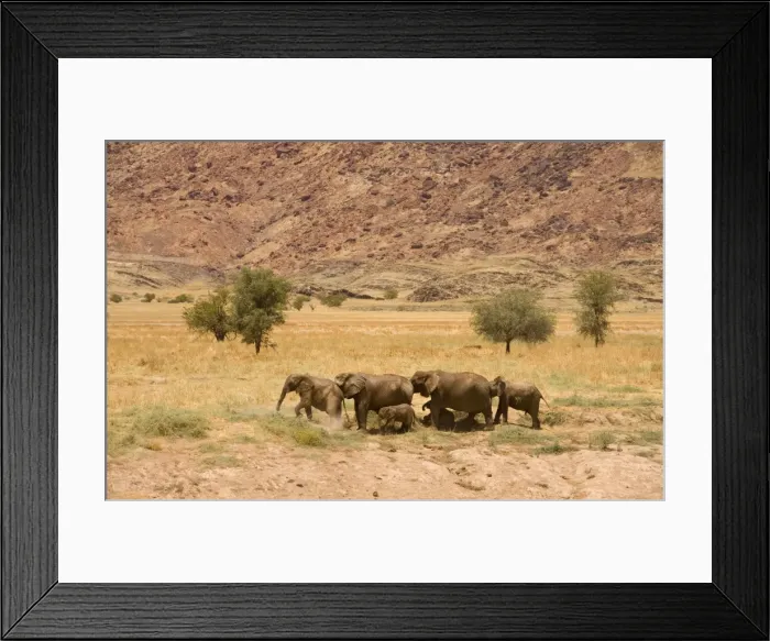 Framed Print : African Elephant - desert adapted - adults and calves standing on the edge of a yellow grassy plain with the foot of a mountain in the background - Abahuab River - Damaraland - Western Namibia - Africa Framed Print : African Elephant - desert adapted - adults and calves standing on the edge of a yellow grassy plain with the foot of a mountain in the background - Abahuab River - Damaraland - Western Namibia - Africa