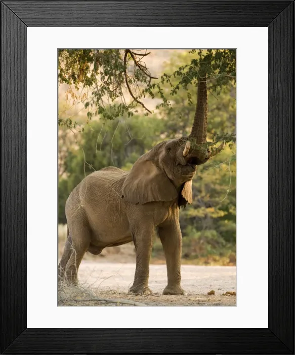 Framed Print : African Elephant - desert adapted - bull using his trunk to reach into a tree - Abahuab River - Damaraland - Western Namibia - Africa Framed Print : African Elephant - desert adapted - bull using his trunk to reach into a tree - Abahuab River - Damaraland - Western Namibia - Africa