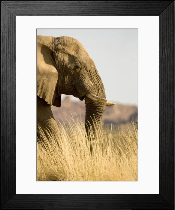 Framed Print : African Elephant - desert adapted - head and shoulder portrait of a big bull standing in yellow winter grass - Abahuab River - Damaraland - Western Namibia - Africa