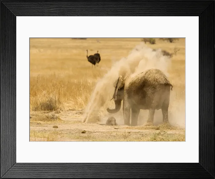 Framed Print : African Elephant - desert adapted - adult throws dust over herself as her calf lies on the ground in front of her - dry grass plain - winter dry season - Ostriches in the hazy background - Abahuab River - Damaraland - Western Namibia - Africa Framed Print : African Elephant - desert adapted - adult throws dust over herself as her calf lies on the ground in front of her - dry grass plain - winter dry season - Ostriches in the hazy background - Abahuab River - Damaraland - Western Namibia - Africa