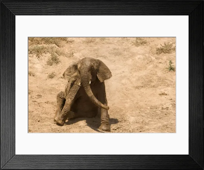 Framed Print : African Elephant - desert adapted - youngster rolls itself around in the dust - Abahuab River - Damaraland - Western Namibia - Africa Framed Print : African Elephant - desert adapted - youngster rolls itself around in the dust - Abahuab River - Damaraland - Western Namibia - Africa