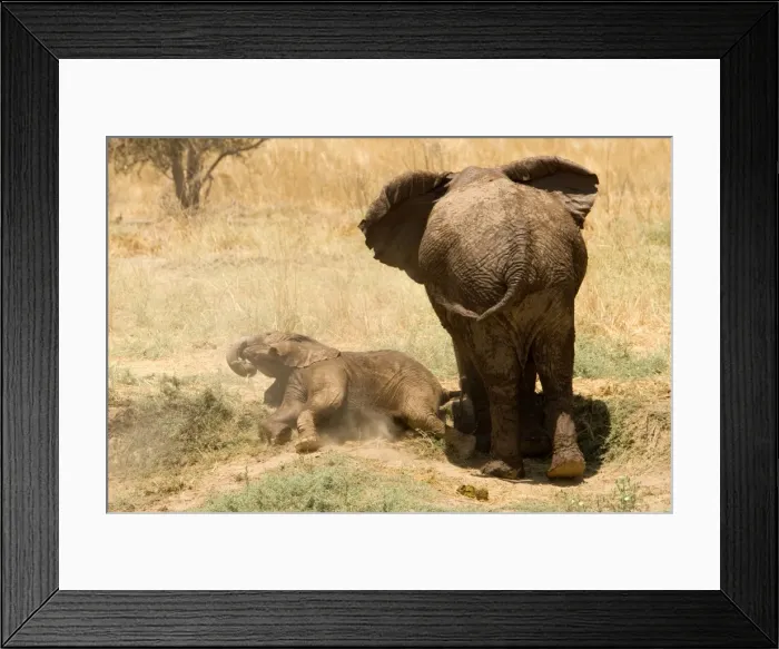 Framed Print : African Elephant - desert adapted - calf rolls in the dust by its mothers feet - Damaraland - Western Namibia - Africa Framed Print : African Elephant - desert adapted - calf rolls in the dust by its mothers feet - Damaraland - Western Namibia - Africa