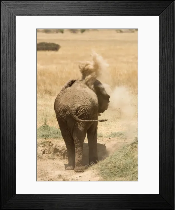 Framed Print : African Elephant - desert adapted - adult flings dust onto its back - Abahuab River - Damaraland - Western Namibia - Africa Framed Print : African Elephant - desert adapted - adult flings dust onto its back - Abahuab River - Damaraland - Western Namibia - Africa