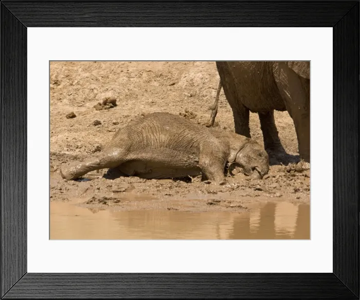 Framed Print : African Elephant - desert adapted - calf having a mud bath while an adult stands close bye - Damaraland - Western Namibia - Africa Framed Print : African Elephant - desert adapted - calf having a mud bath while an adult stands close bye - Damaraland - Western Namibia - Africa