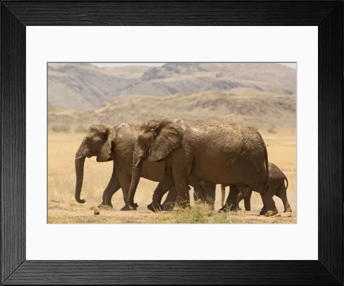 Framed Print : African Elephant - desert adapted - members of a family group walking across an open plain with mountains in the background - Damaraland - Western Namibia - Africa Framed Print : African Elephant - desert adapted - members of a family group walking across an open plain with mountains in the background - Damaraland - Western Namibia - Africa