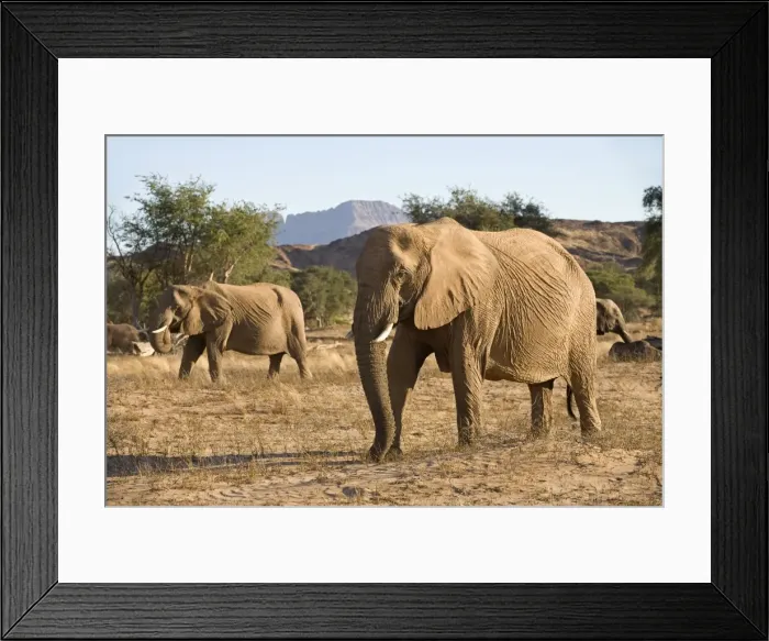 Framed Print : African Elephant - desert adapted - members of a family group move up a dry riverbed - Abahuab River - Damaraland - Western Namibia - Africa Framed Print : African Elephant - desert adapted - members of a family group move up a dry riverbed - Abahuab River - Damaraland - Western Namibia - Africa