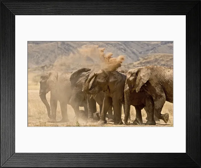 Framed Print : African Elephant - desert adapted - family members having a dust bath on a dry grassy plain - Damaraland - Western Namibia - Africa Framed Print : African Elephant - desert adapted - family members having a dust bath on a dry grassy plain - Damaraland - Western Namibia - Africa