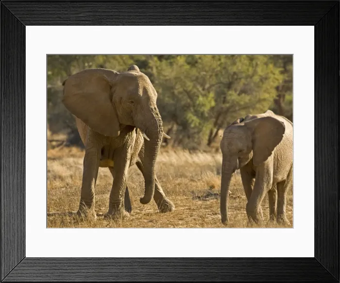 Framed Print : African Elephant - desert adapted - young elephant babysitting a calf with a white thorn stuck in its head - Abahuab River - Damaraland - Western Namibia - Africa Framed Print : African Elephant - desert adapted - young elephant babysitting a calf with a white thorn stuck in its head - Abahuab River - Damaraland - Western Namibia - Africa