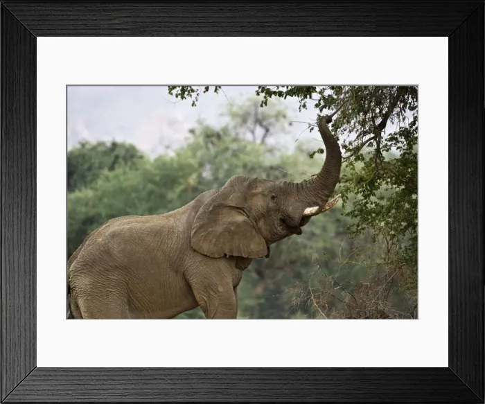 Framed Print : African Elephant - bull using his trunk to pluck leaves from a tree - desert adapted - Abahuab River - Damaraland - Western Namibia - Africa Framed Print : African Elephant - bull using his trunk to pluck leaves from a tree - desert adapted - Abahuab River - Damaraland - Western Namibia - Africa
