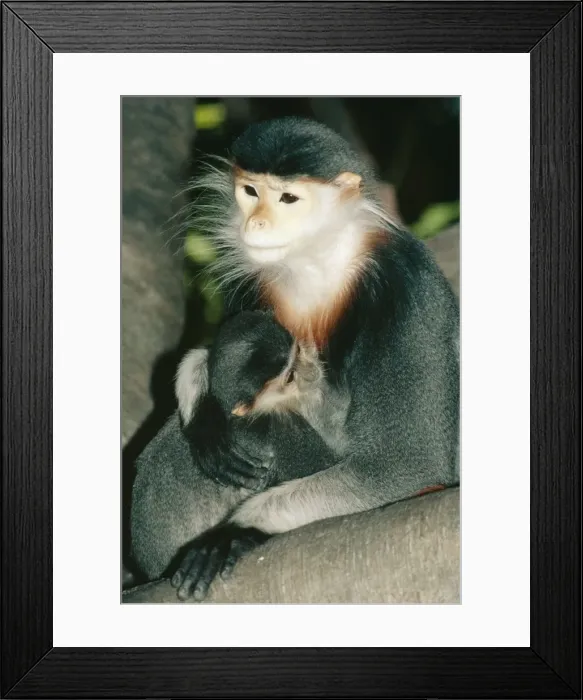 Framed Print : Douc Langer Monkey KEL 1027 Mother & Baby. Rainforests Vietnam, Laos. Endangered. Pygathrix nemaeus © Ken Lucas / ARDEA LONDON Framed Print : Douc Langer Monkey KEL 1027 Mother & Baby. Rainforests Vietnam, Laos. Endangered. Pygathrix nemaeus © Ken Lucas / ARDEA LONDON