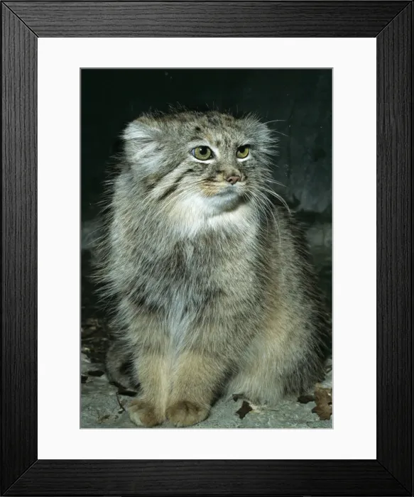 Framed Print : Pallas's Cat KEL 1058 Distribution: Caspian Sea to Central Asia Felis munui © Ken Lucas / ARDEA LONDON Framed Print : Pallas's Cat KEL 1058 Distribution: Caspian Sea to Central Asia Felis munui © Ken Lucas / ARDEA LONDON