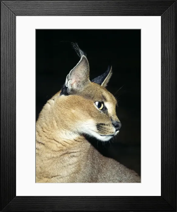 Framed Print : Caracal KEL 1071 Close up of head - Distribution: Africa to Northern India Felis caracal © Ken Lucas / ARDEA LONDON Framed Print : Caracal KEL 1071 Close up of head - Distribution: Africa to Northern India Felis caracal © Ken Lucas / ARDEA LONDON