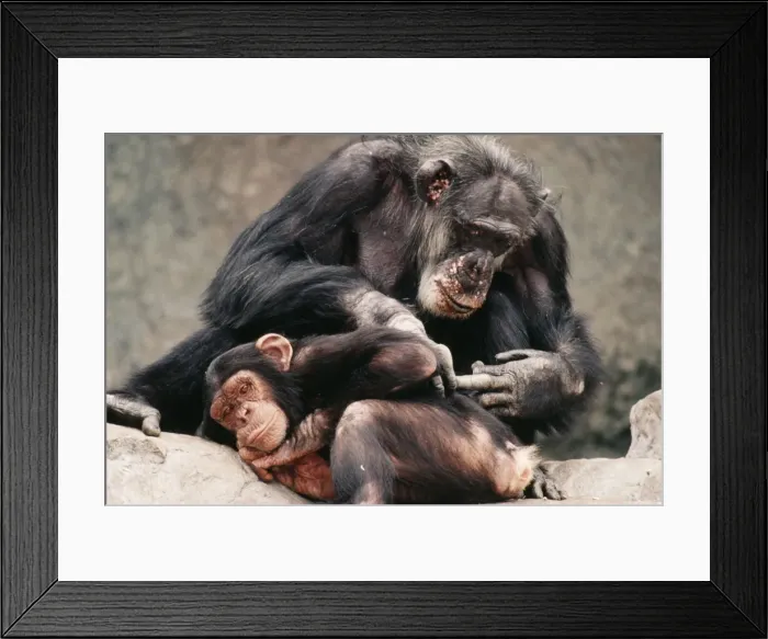 Framed Print : Chimpanzee KEL 1078 Grooming. Forests, broken savannas of Senegal, Guinea & Cameroon. Pan troglodytes © Ken Lucas / ARDEA LONDON Framed Print : Chimpanzee KEL 1078 Grooming. Forests, broken savannas of Senegal, Guinea & Cameroon. Pan troglodytes © Ken Lucas / ARDEA LONDON