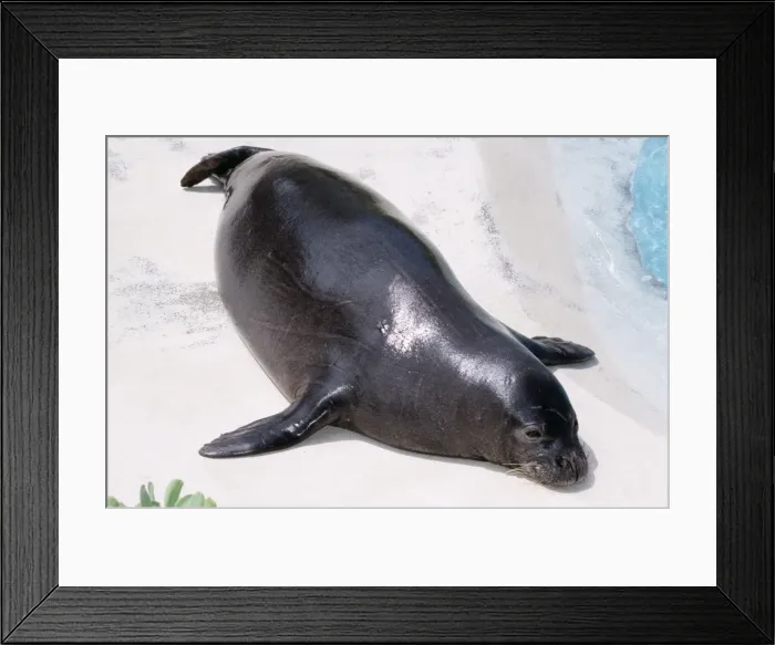 Framed Print : Seal KEL 1080 Hawaiian Monk. Endagered. About 1000 remain. North Western Hawaiian Island Monachus schauinslandi © Ken Lucas ARDEA LONDON Framed Print : Seal KEL 1080 Hawaiian Monk. Endagered. About 1000 remain. North Western Hawaiian Island Monachus schauinslandi © Ken Lucas ARDEA LONDON